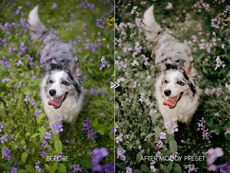 Moody Pet Photography Kit THE GREAT OUTDOORS Lightroom Presets Pack for Desktop and Mobile - One Click Editing Tools