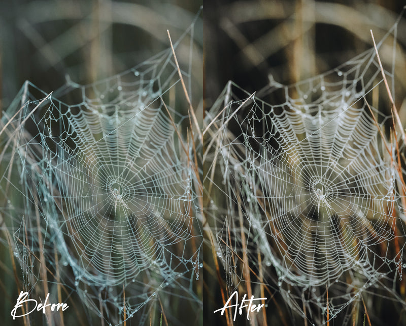 8 Lightroom Presets for Mobile & Desktop - Woods Presets