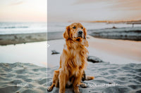 Moody Pet Photography Kit THE GREAT OUTDOORS Lightroom Presets Pack for Desktop and Mobile - One Click Editing Tools